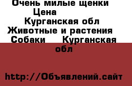 Очень милые щенки › Цена ­ 10 000 - Курганская обл. Животные и растения » Собаки   . Курганская обл.